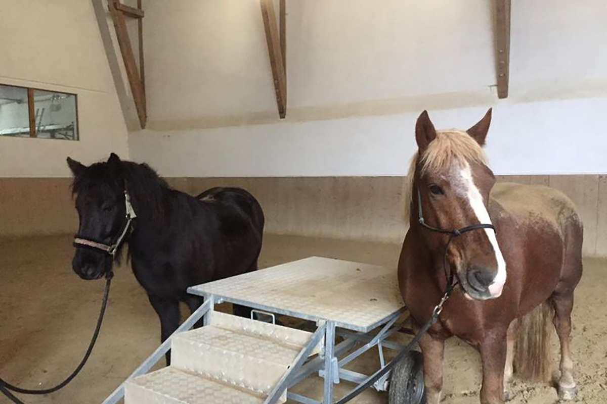 Hippotherapie kann helfen