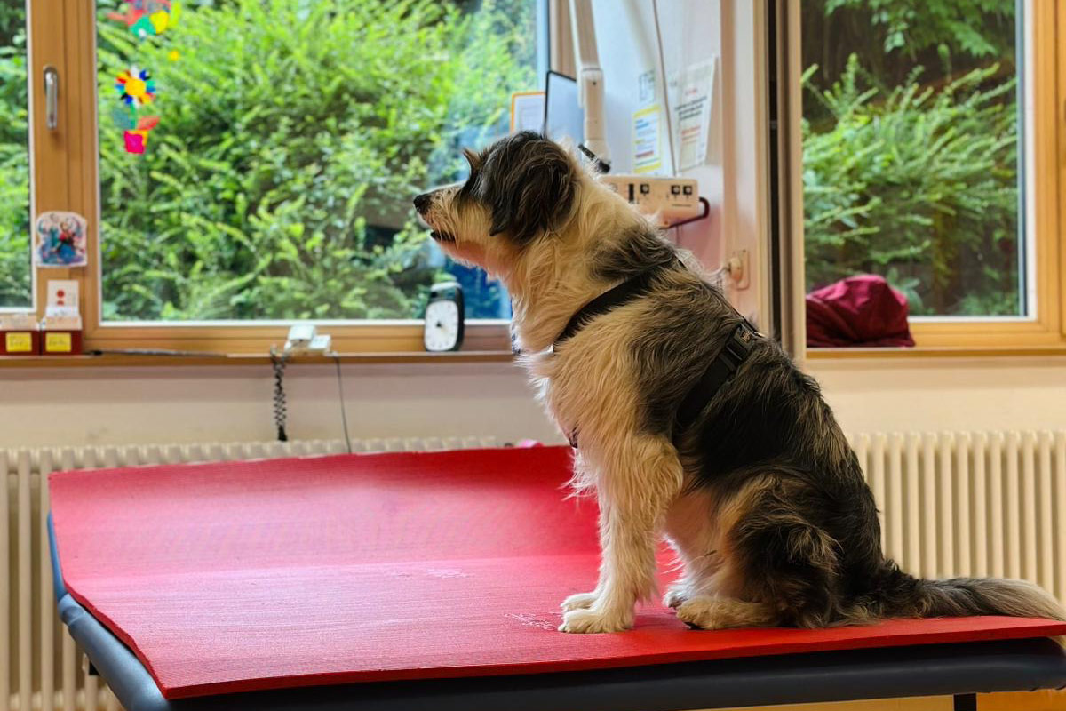 Hundetherapie für schwerbetroffene Patienten der Schön Klinik Vogtareuth